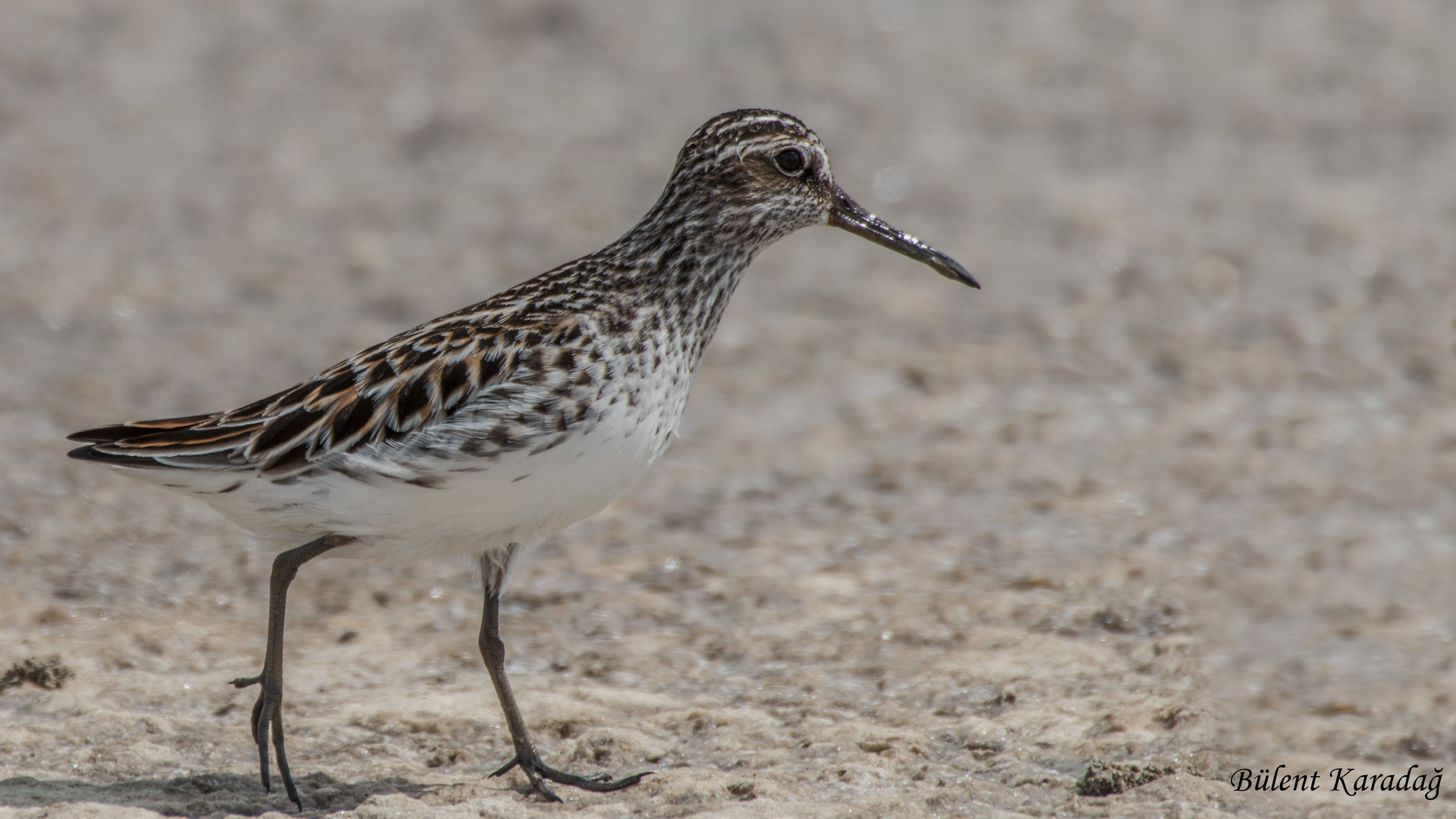 Broad-billed Sandpiper